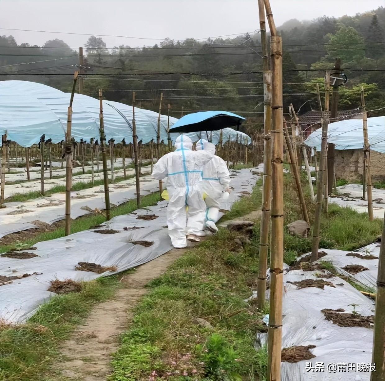 震惊！巴铜墙铁壁行动细节曝光，背后竟隐藏这些秘密！