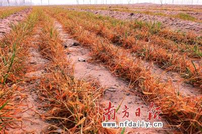 山西一村小麦干枯浇地每小时180