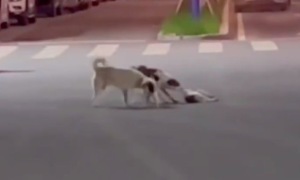狗狗躺马路不起 同伴集体守护