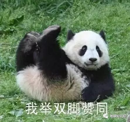 男子遇夜跑大熊猫一开始以为是猪