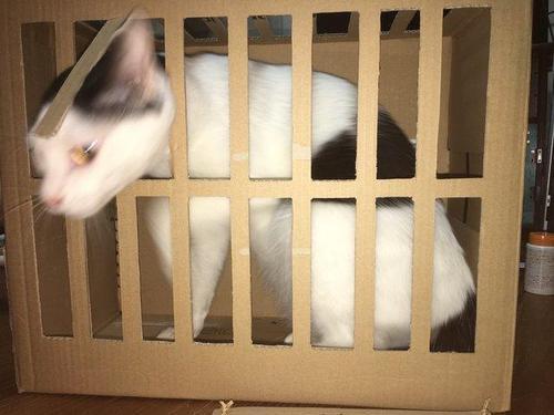 震惊！猫咪向监狱走私毒品，背后真相令人瞠目结舌！