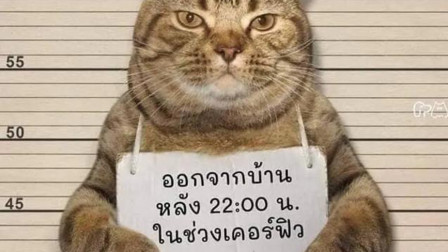 泰国猫咪袭警被捕超萌入狱照走红