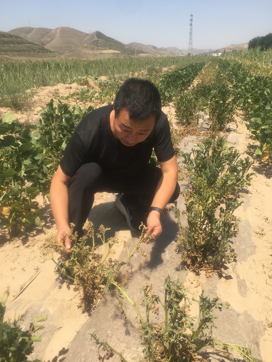 甘肃多地发生旱情