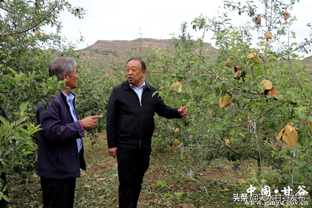 震惊！河南冰雹致小麦颗粒无收？假的！真相究竟如何？